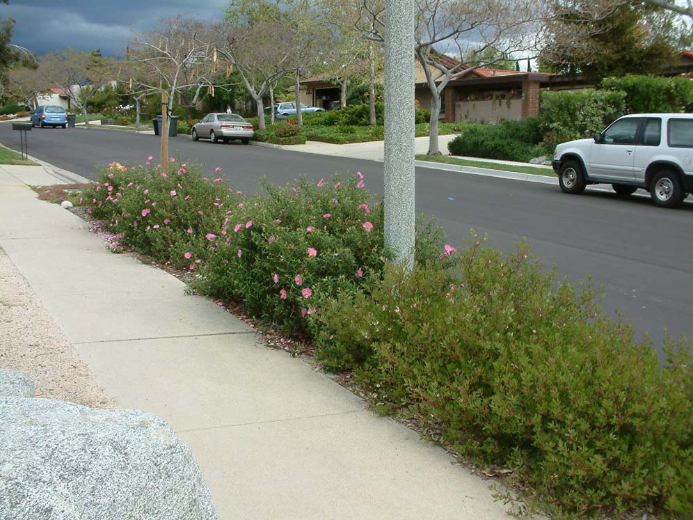 Rockrose Parking Strip