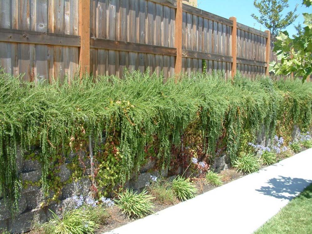 Fencing and Greenery