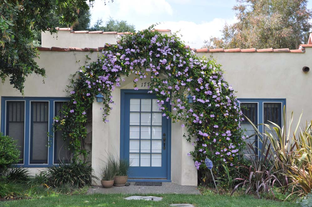 Royal Trumpet Vine Archway