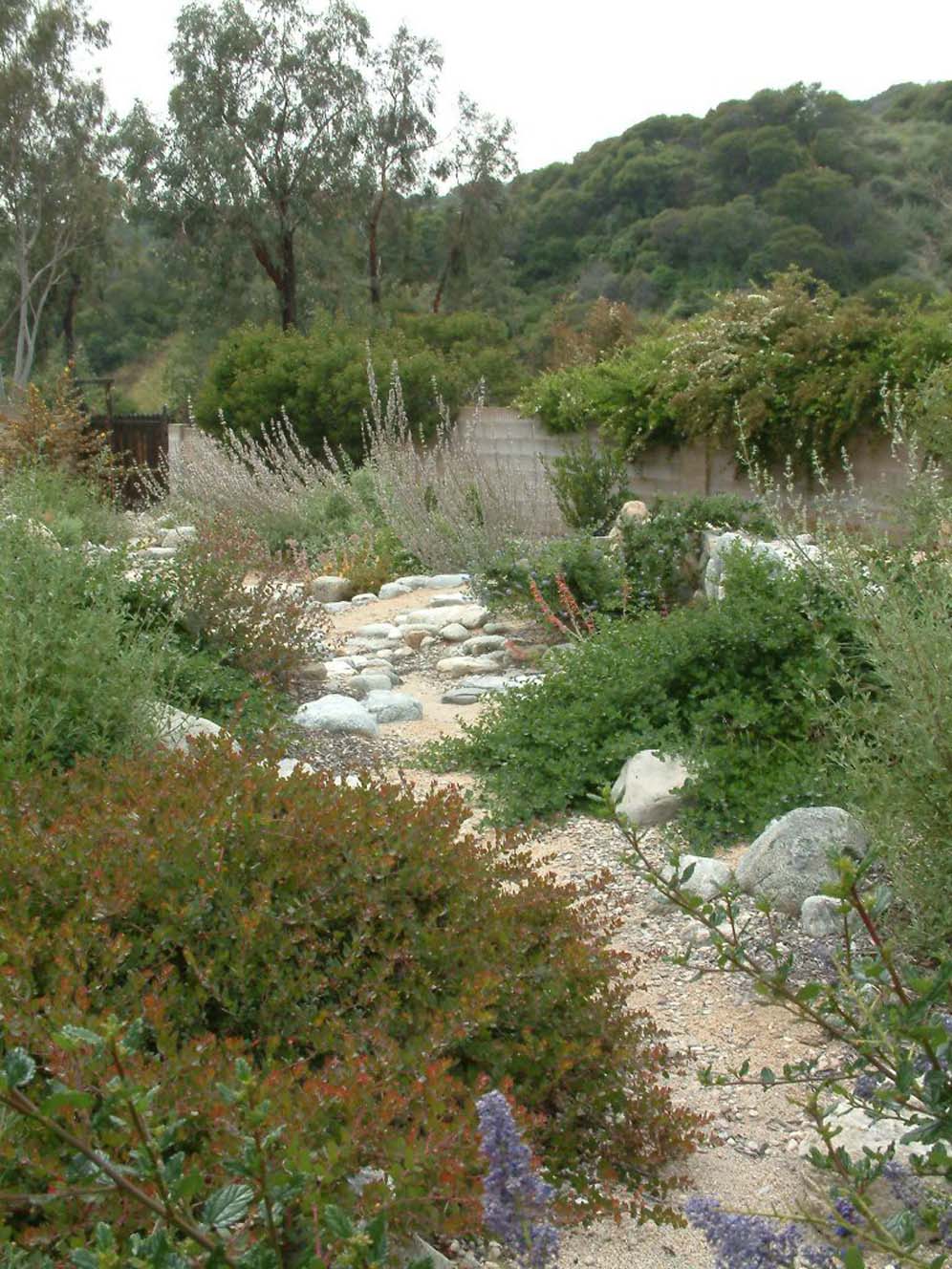 Native Dry Creek Bed