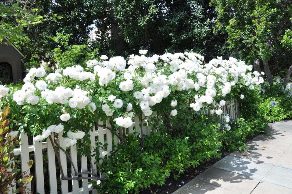 White Roses and Picket Fence