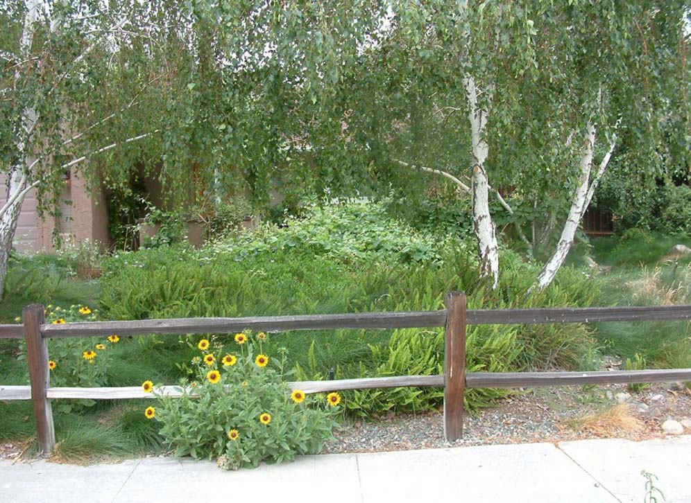 Rail Fence with Birch