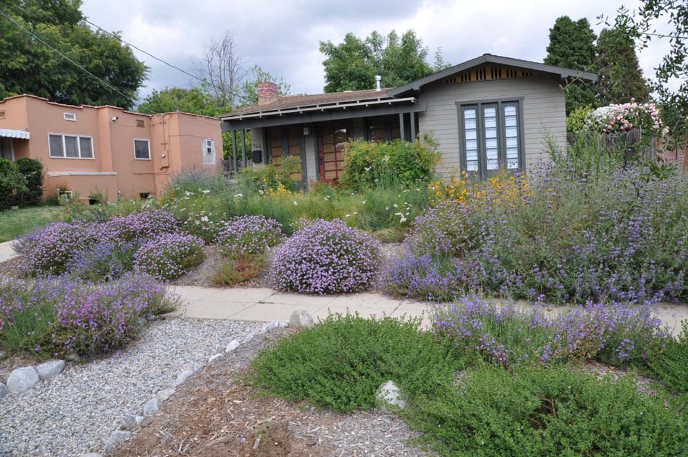 Lavender Colored Garden