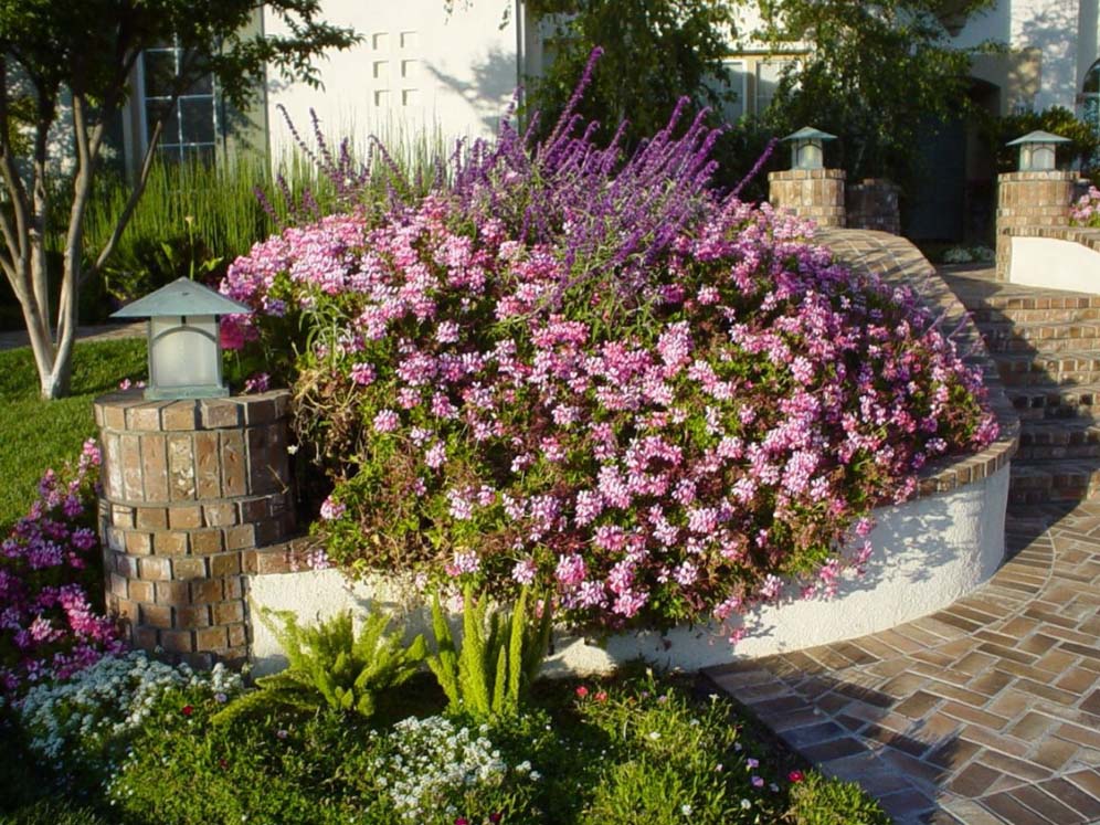 Geranium in Raised Planter