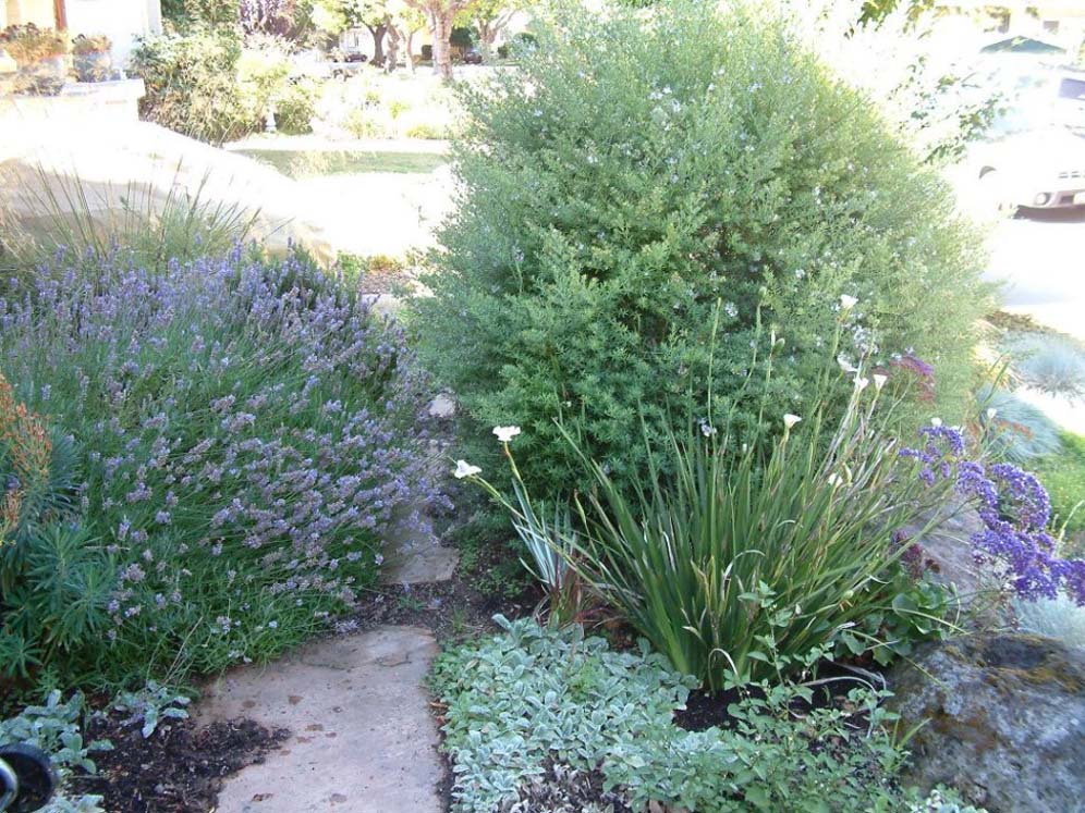 Dietes and Lavender Wonder