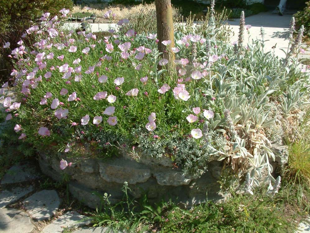 Lamb's Ears and Mexican Poppies