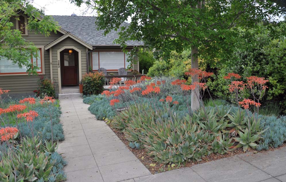 Coral and Aqua Garden