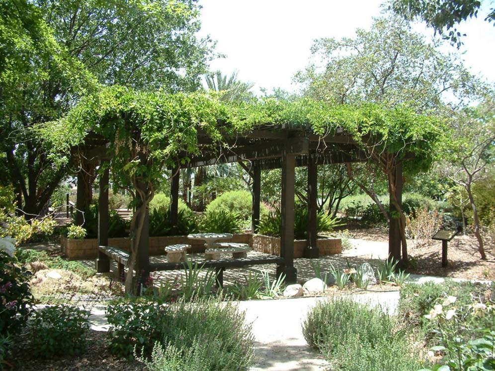 Wisteria Creates Shade