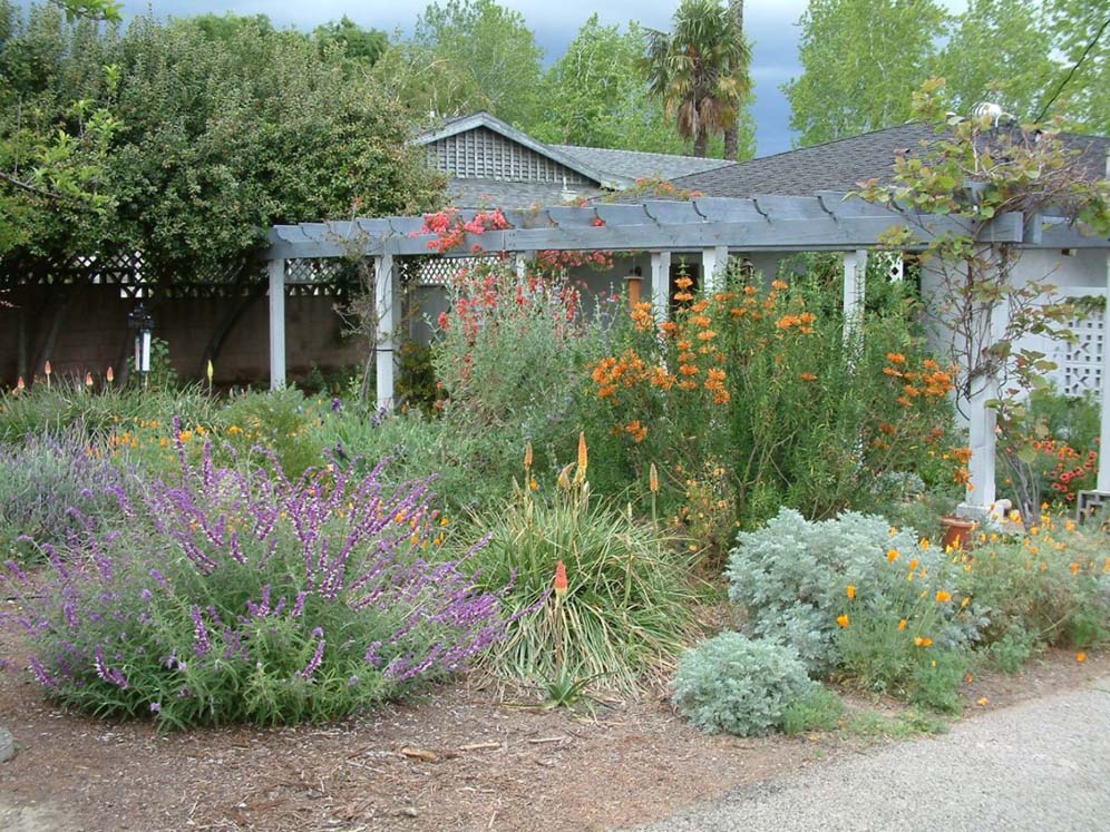 Lion Tails and Sage