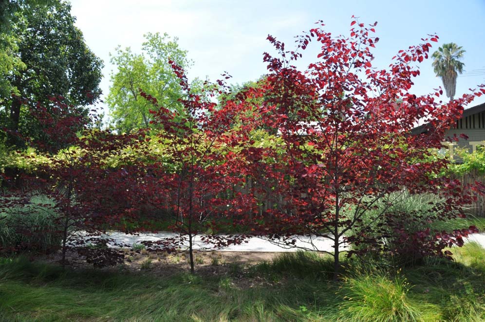 Eastern Redbud Glory