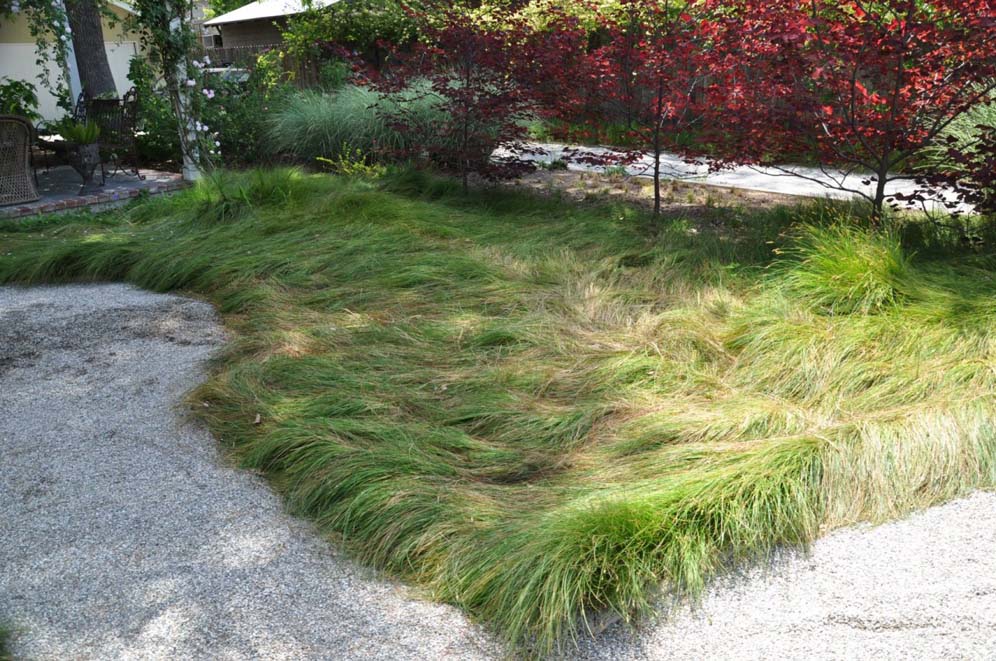 Red Fescue Foundation