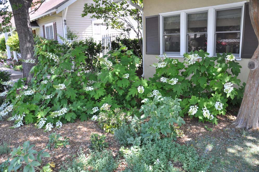 Shade Garden