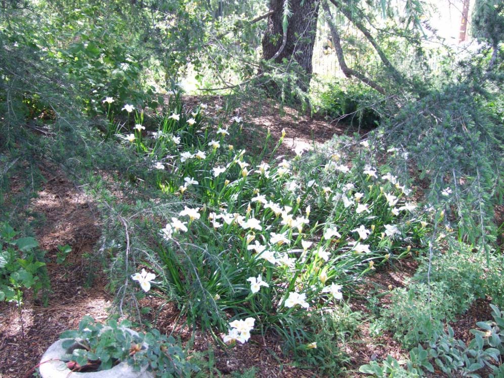 Iris Canyon Snow Loveliness