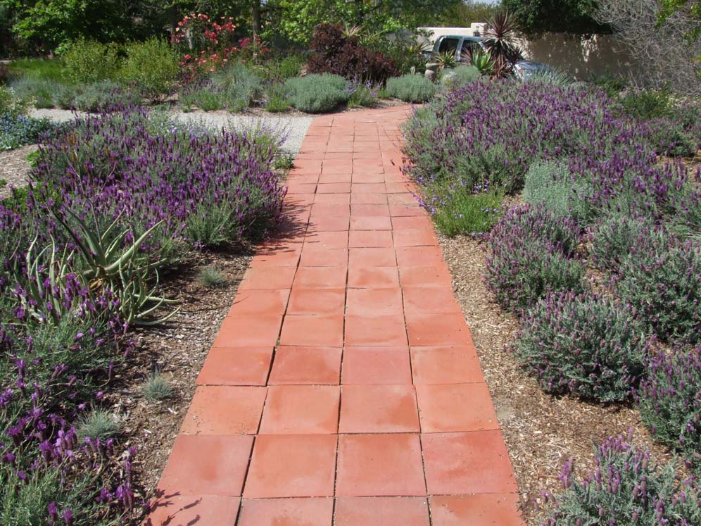 Brick Path and Lavandula