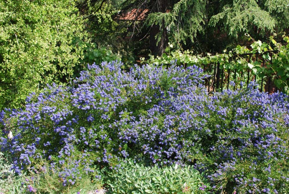 Ceanothus Beauty