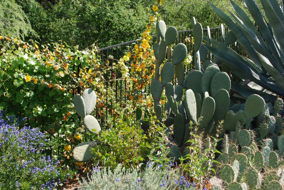 Opuntia and Friends