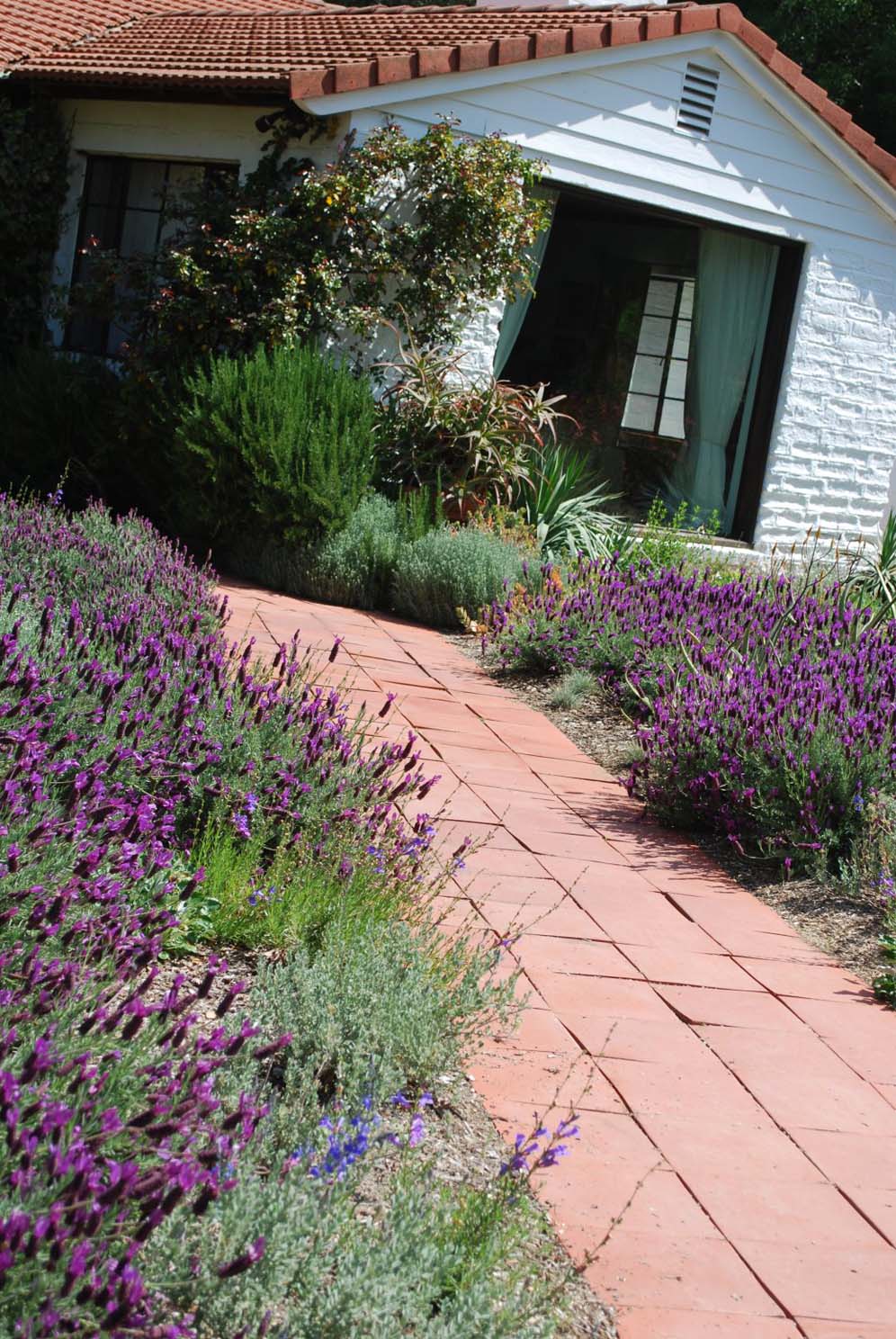 Spanish Lavender and Friends