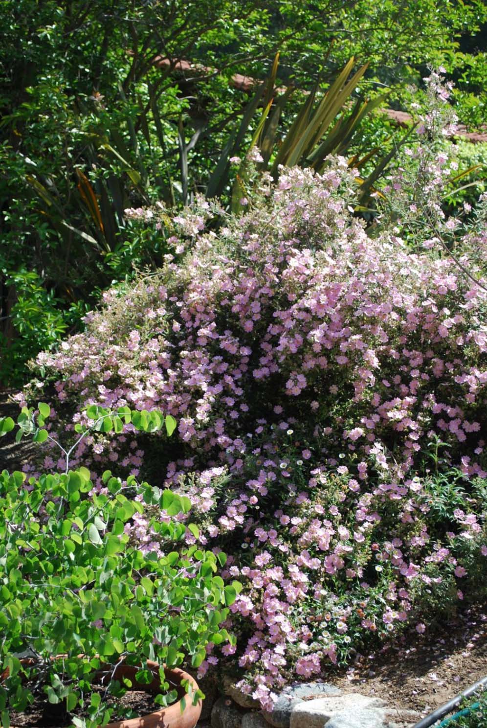 Pink Coral Rockrose