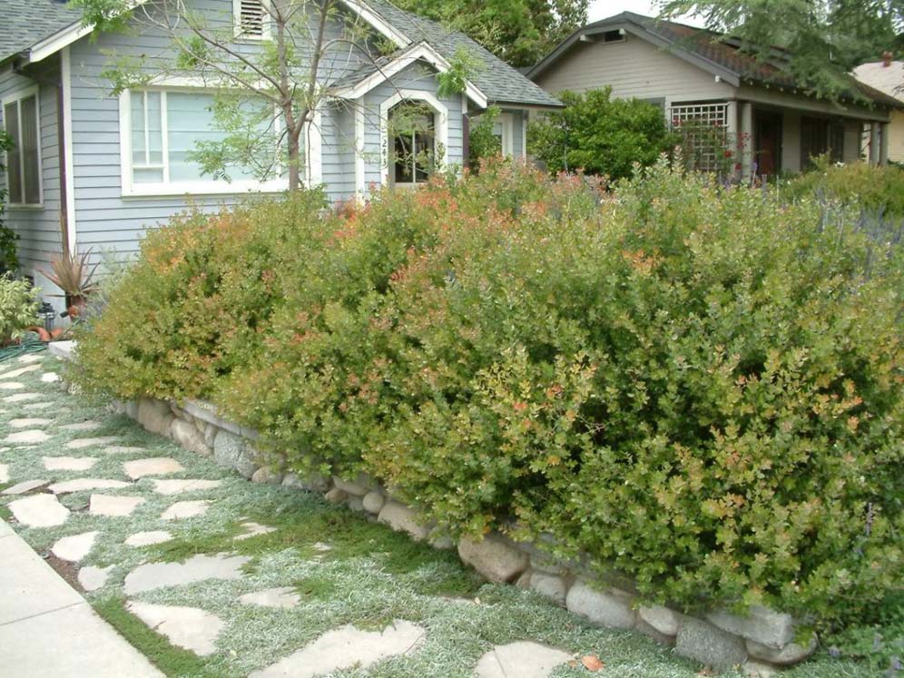 Arctostaphylos detail