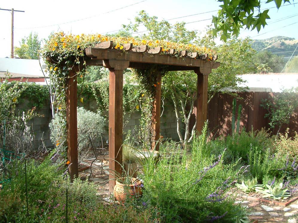 Orange Clock Vine Trellis