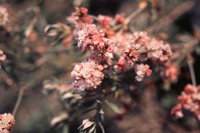 Eriogonum wrightii