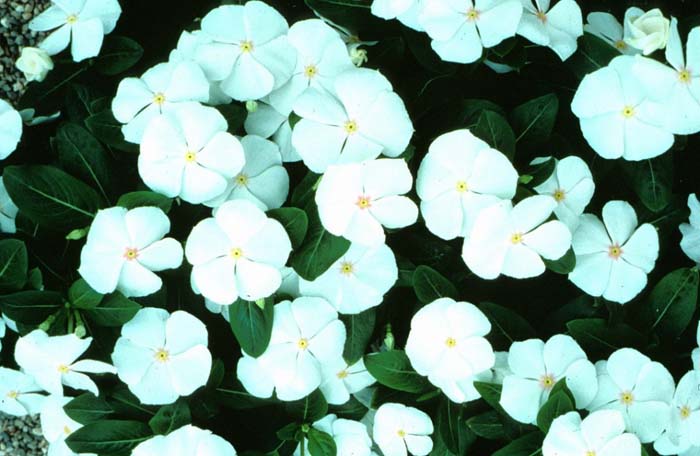 Catharanthus roseus