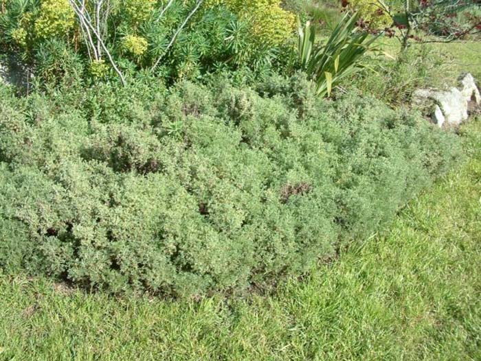 Plant photo of: Artemisia californica