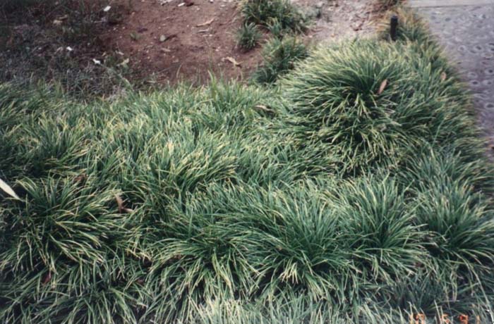 Ophiopogon japonicus