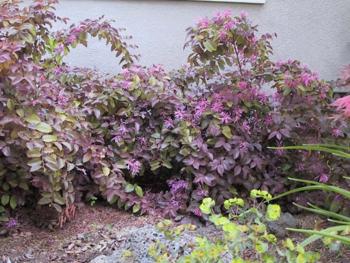 Plant photo of: Loropetalum chinese 'Rubrum'