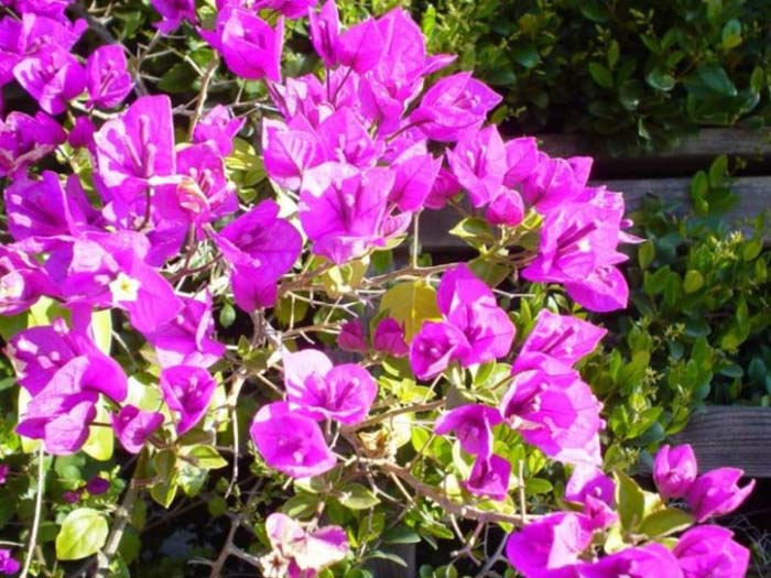 Bougainvillea spectabilis