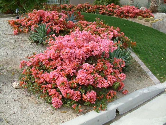 Bougainvillea ground cover 'Rosenka'