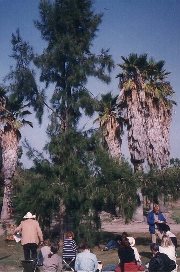 Casuarina stricta