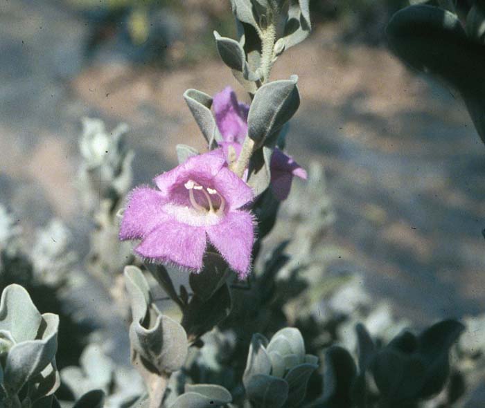 Plant photo of: Leucophyllum frutescens