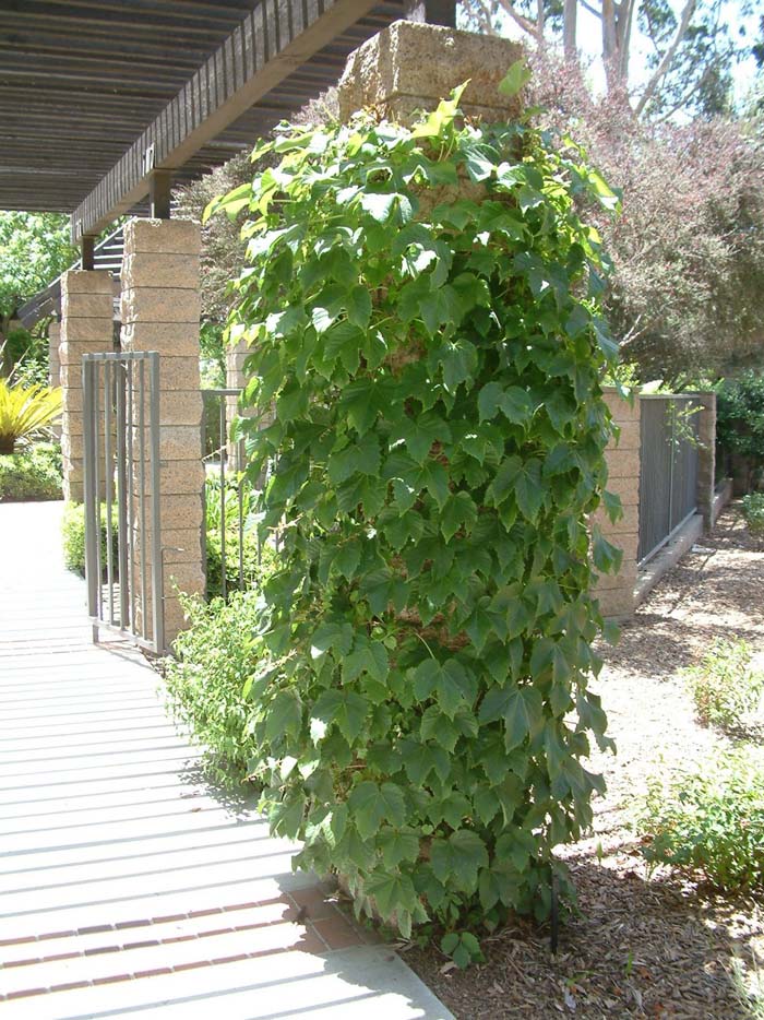 Cissus rhombifolia