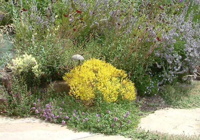 Bidens ferulifolia