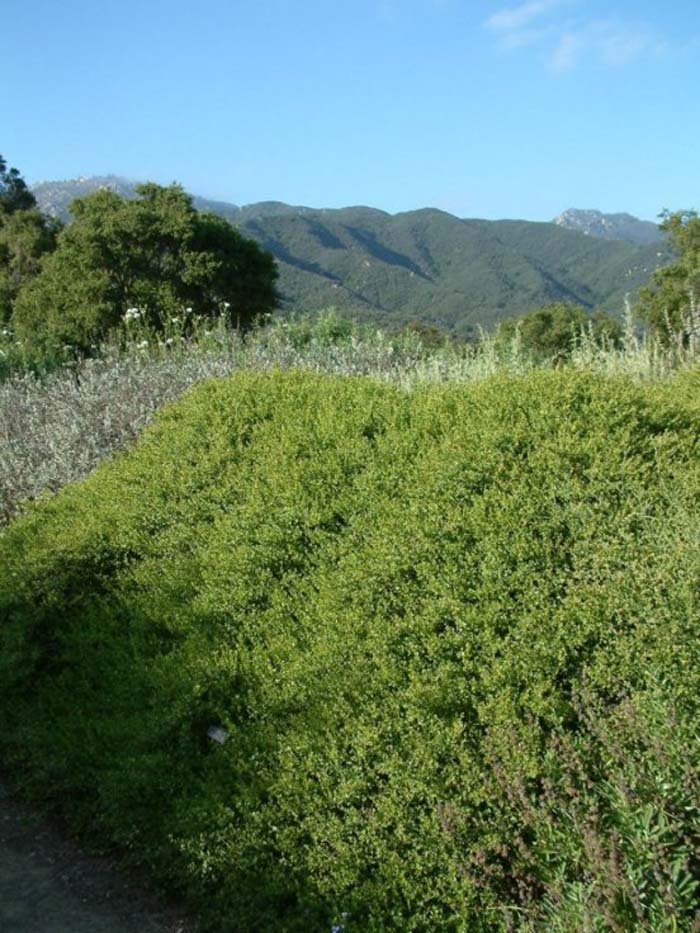 Baccharis pilularis