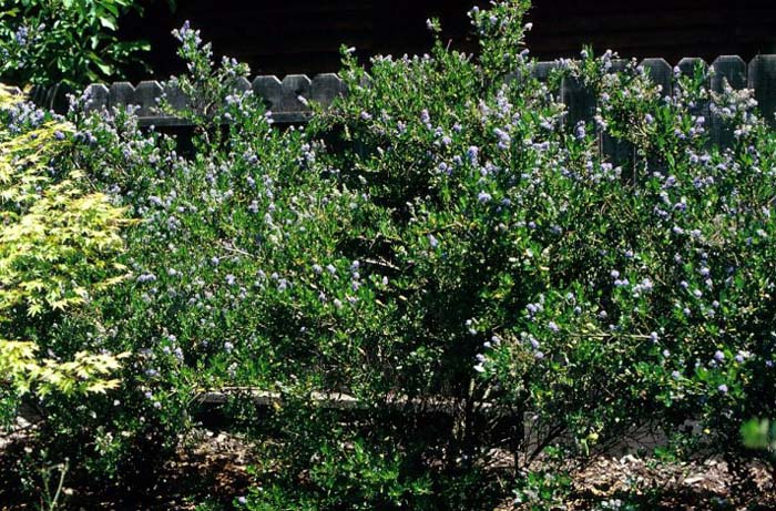 Ceanothus thyrsiflorus 'Skylark'