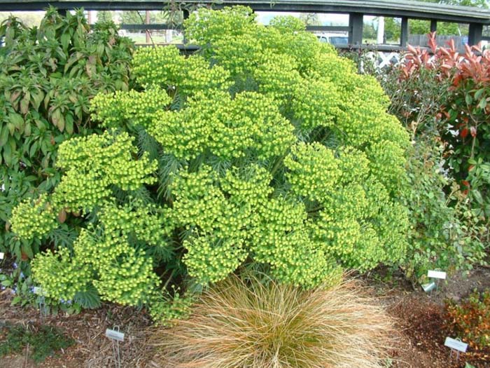 Euphorbia characias wulfenii