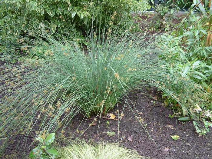 Plant photo of: Juncus patens