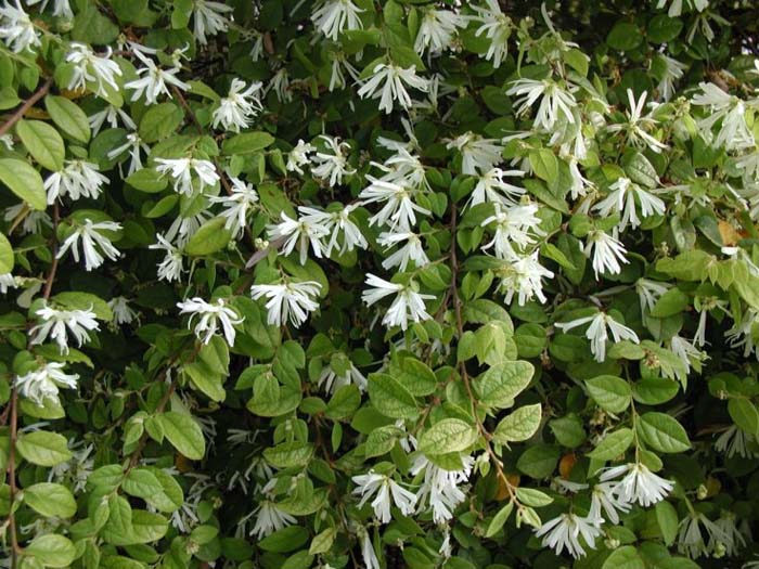 Plant photo of: Loropetalum chinese