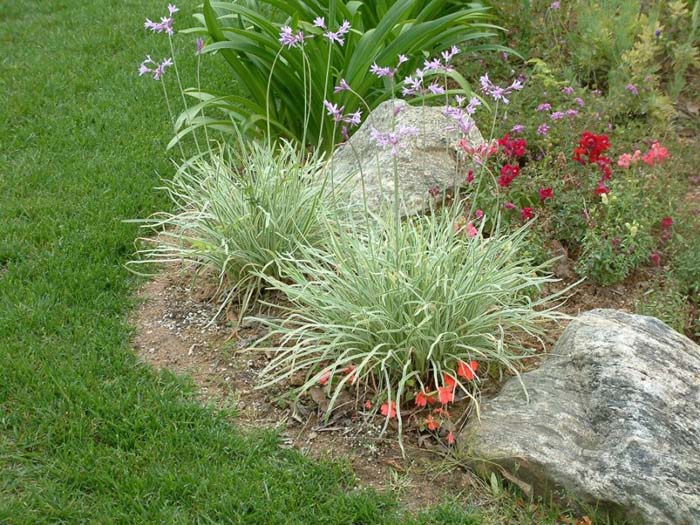 Tulbaghia violacea 'Variegata'