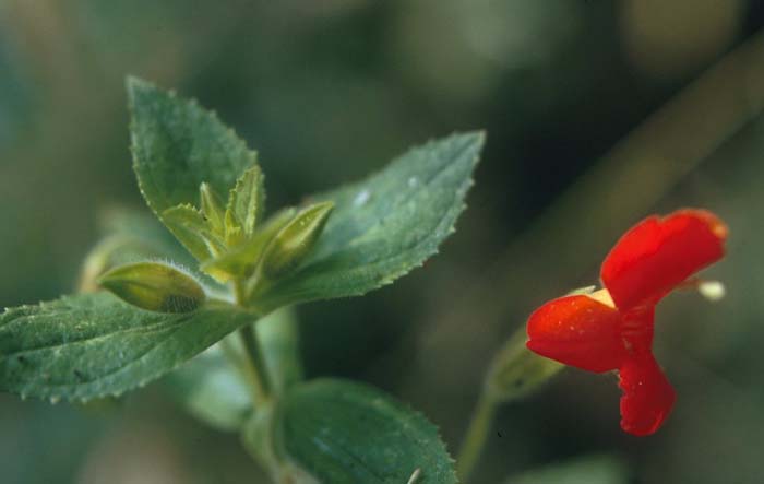 Mimulus cardinalis