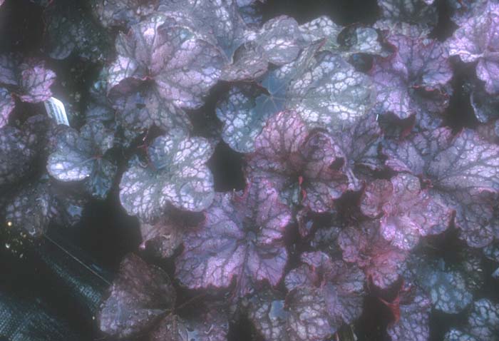 Heuchera 'Cathedral Windows'