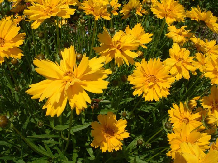 Plant photo of: Coreopsis grandiflora 'Double Sunburst'