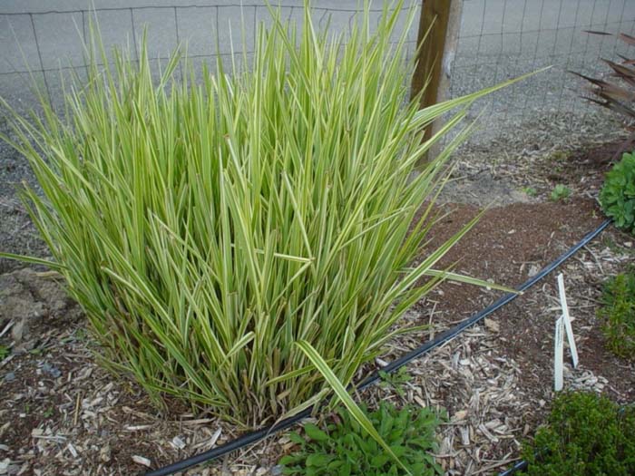 Miscanthus sinensis 'Silberfeder'