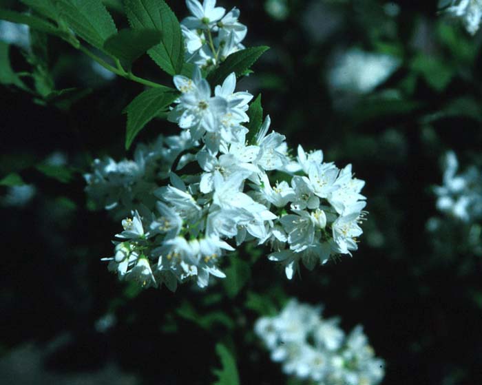 Deutzia gracilis