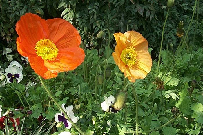 Papaver nudicaule