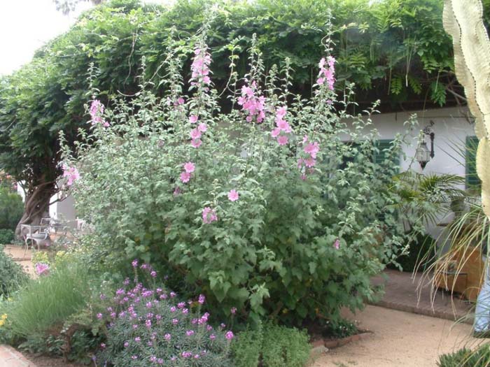 Plant photo of: Lavatera thuringiaca 'Rosea'