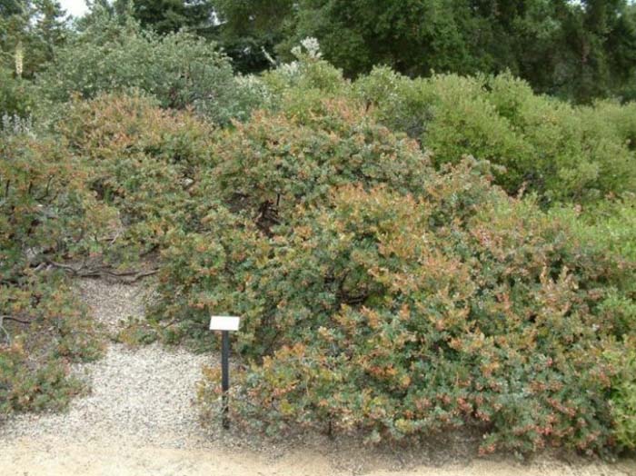 Plant photo of: Arctostaphylos 'John Dourley'