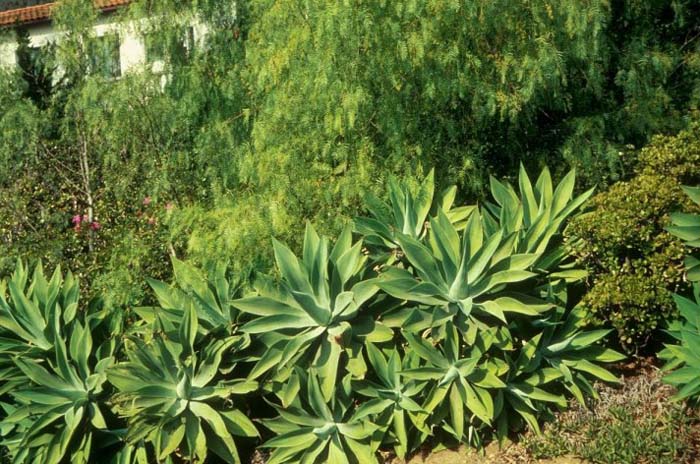 Agave attenuata